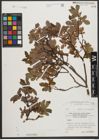Foto von Salix waldsteiniana Willd.